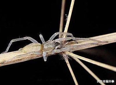 蜘蛛▲世界上最残忍的动物，一出生就会吃掉自己母亲，残忍又伟大