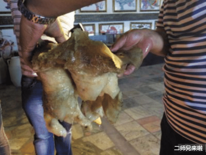 『科学家』“太岁”究竟是什么物种？科学家做出解释：它是否违背自然规律