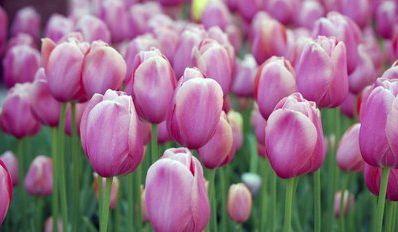 |8月生肖苦尽甘来,财运一路大发,日子红红火火,好运赶也赶不走