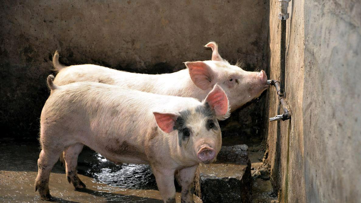 生猪价格■6月29日：猪价继续呈现“一片红”，2021年的猪价还会涨吗？