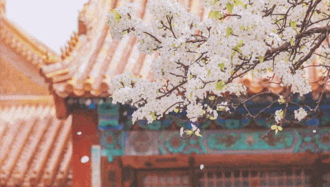 全网爆火的故宫雪景图和猫，是她拍下的。