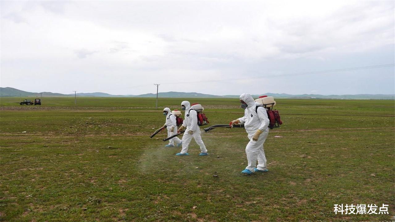 蝗虫灾害|云南蝗灾爆发,覆盖面积正在扩散,科学家认为或可能大面积爆发!