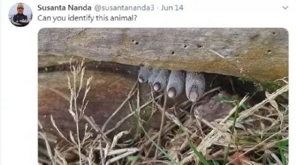 标题党：吓人！男子爬山时发现疑似脚趾，已经发黑…最后大跌眼镜