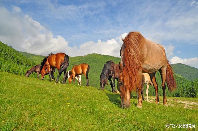 「牛肉」为什么马肉几乎没人吃？关于马肉的浅析，看完后涨知识了