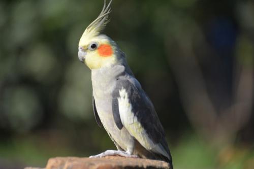 玄凤鹦鹉，鹦鹉中的歌皇，小鲜肉