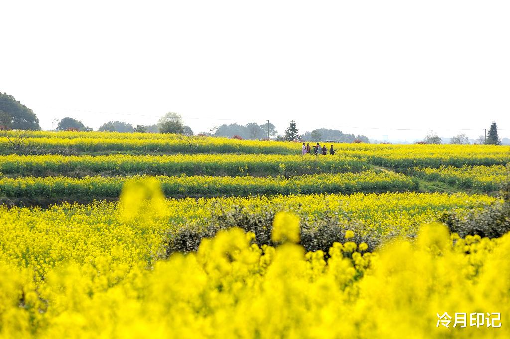 油菜花■南京最美的油菜花海，足足有20万亩，不要门票坐地铁就可以去