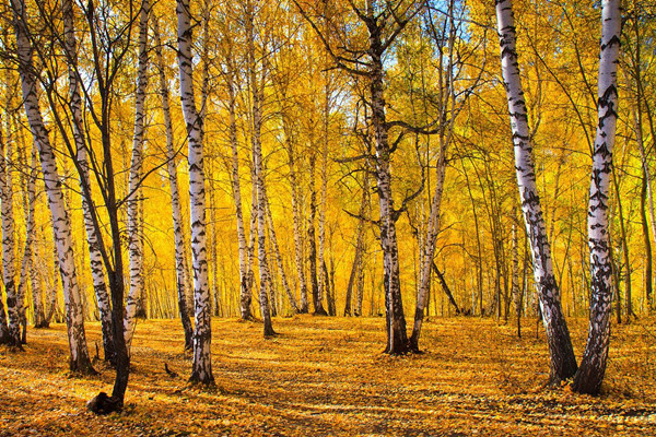 基因|生物为什么不能永生，竟是因为“性”？