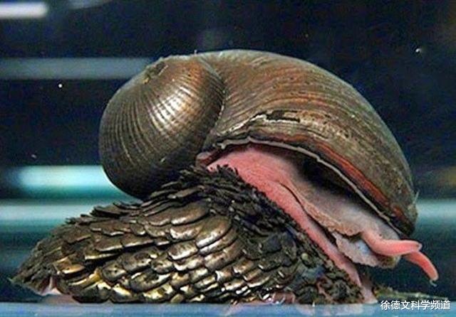 『科学家』地球上唯一将铁融入外骨骼的物种，科学家只搞懂了它一半秘密！