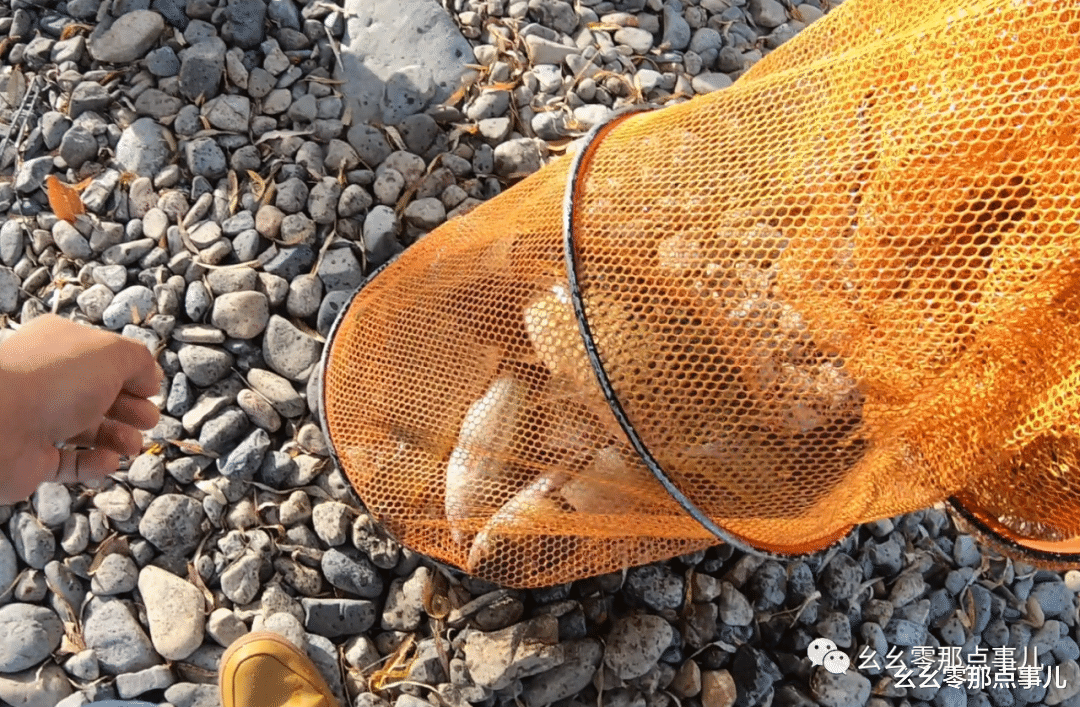 |“肉夹馍”有点强，大鲫大鲤连竿忙！还有鲈鱼和白鲢，入冬也钓爽