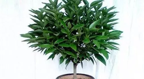 「甲醛」2种树,卧室养1棵,客厅养2棵,旺财还“镇宅”,甲醛也少了