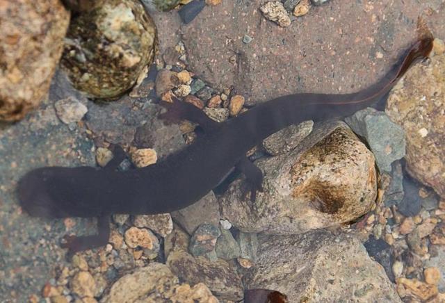 非洲:世界动物之最-高清版(2)