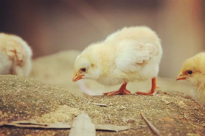 运势▲6月中旬，运势逆天，马上能当富豪，横财连续不断，钞票如雨3生肖