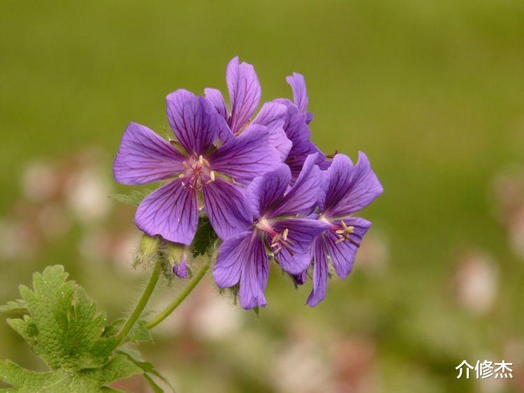 巨蟹座|下个月开始，拿起容易，放下太难，剪不断前缘的4大星座