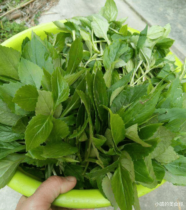 野菜：8成人不知它，一分钱不花，百吃不腻，一顿刮油三天，衣服穿小号