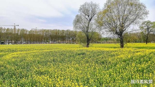 「油菜花」五一赏花攻略，200亩油菜花迎盛花期，距离市区仅40公里