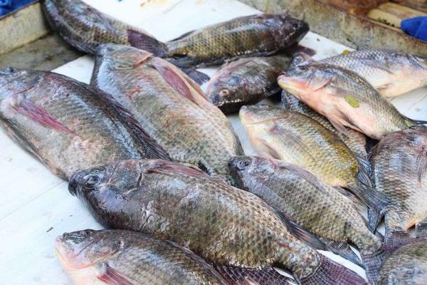 黑豆|血管堵塞不得不防,4种食物每天换着吃,养好血管不是难事