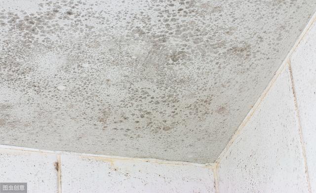 墙体发霉怎么解决？不用花钱请工人！用这款除霉剂一喷霉菌全去除