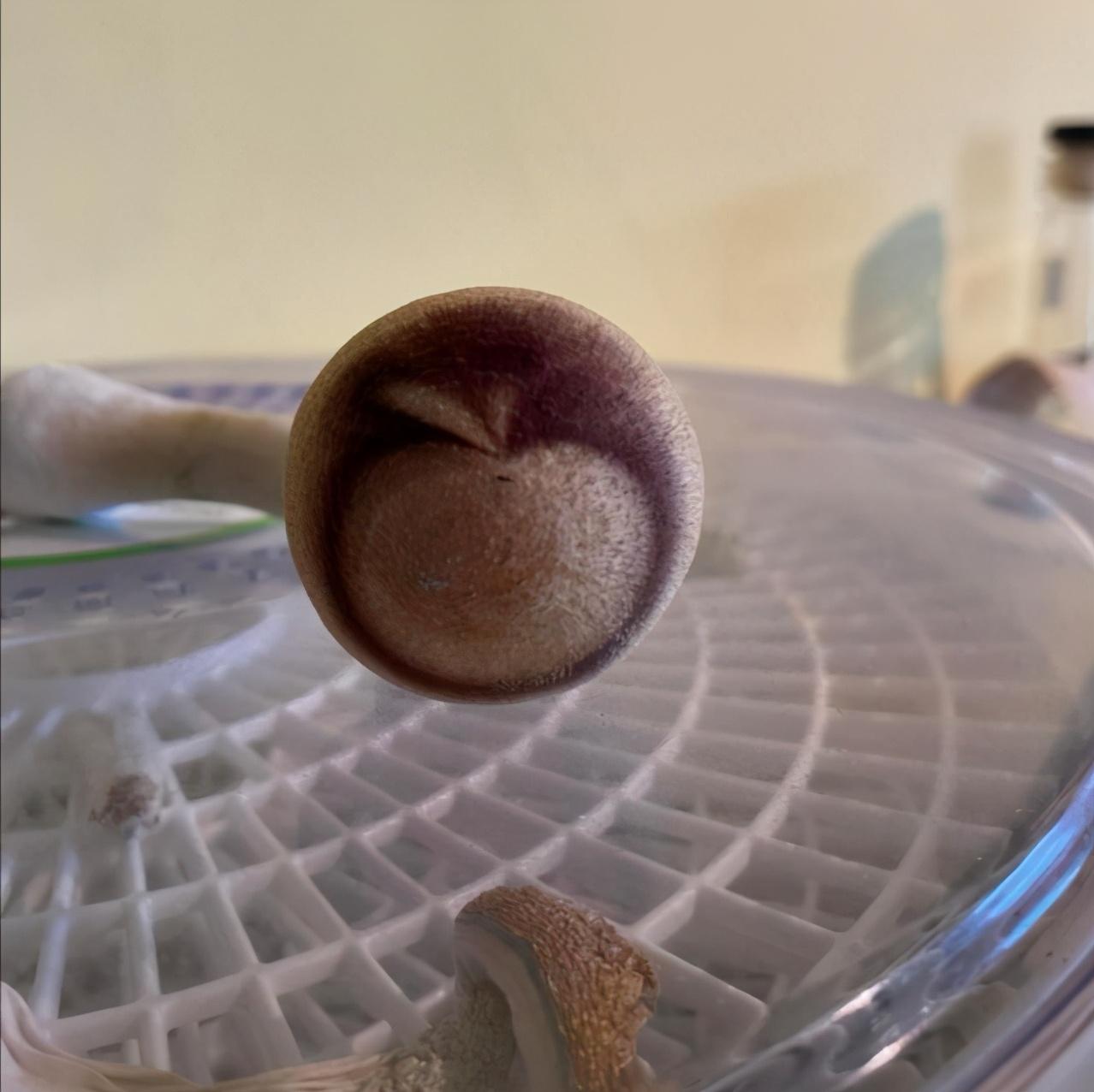 番茄|看到这些“放飞自我”的食物，好想给它点个赞！