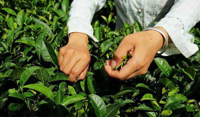 #维生素C#白开水泡茶，会不会损失茶叶中的维生素C？从食物中获取更为现实