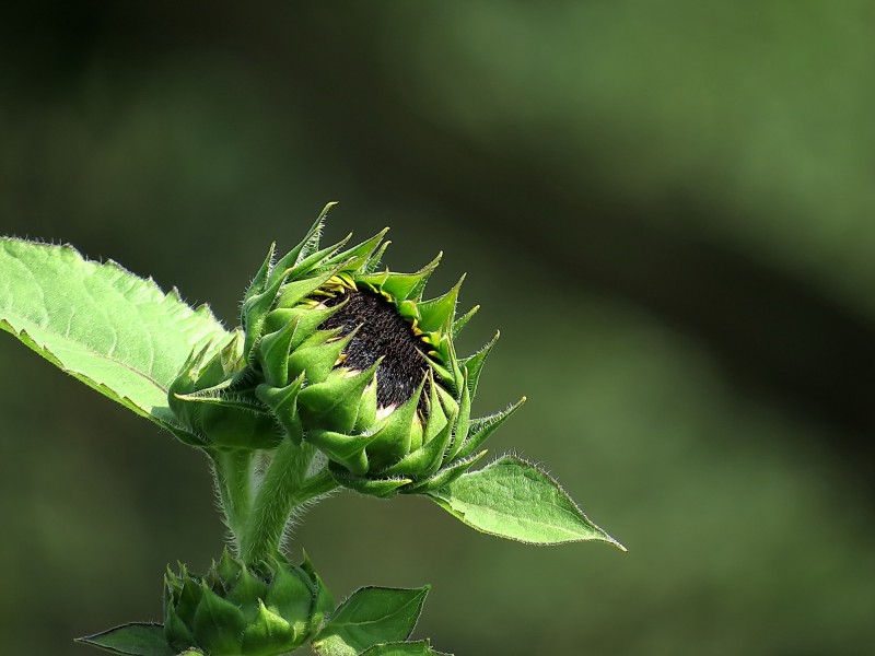 生肖@7月份姻缘上上签，桃花朵朵开，4生肖能够遇到心上人，摆脱单身