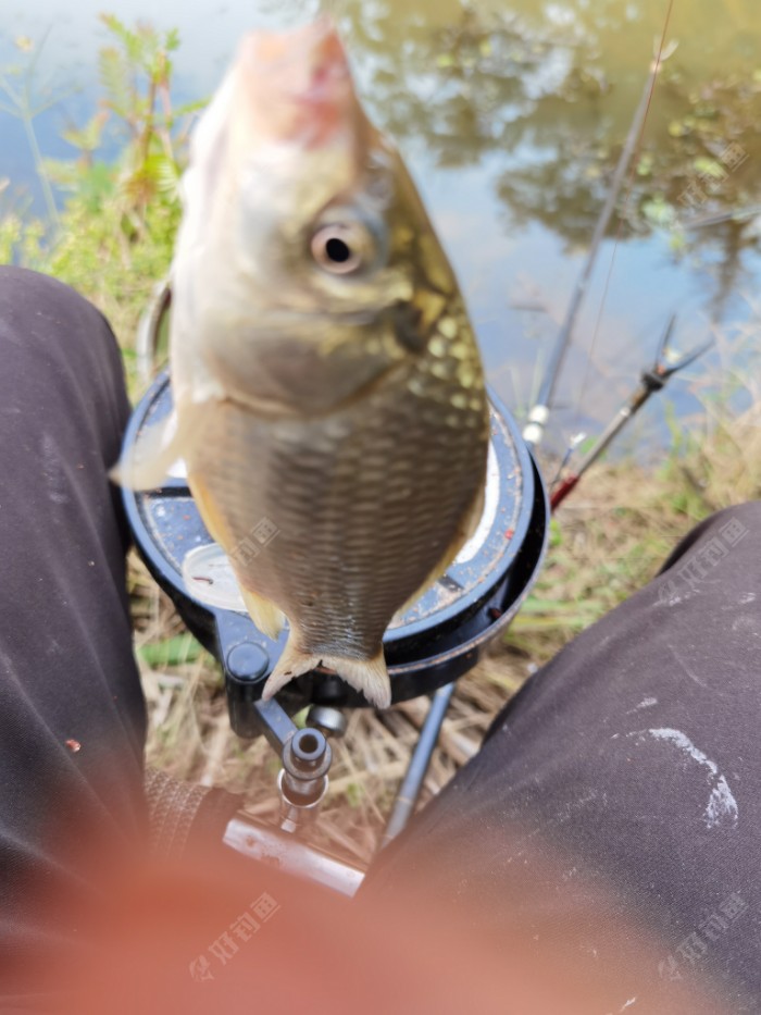 鳑鲏|大河鱼难钓,小河抽白条