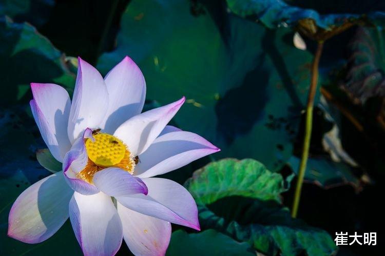 运势|8月开始八方来财，事业一路大发，日子大有希望4生肖