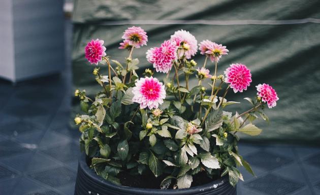 生肖|9月中旬，吉祥又如意，得财又得福，终将出人头地的4大生肖