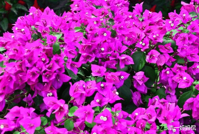 【生肖】去年穷今年富,3生肖最近七天有望收获满贯,横财滚滚,无比风光!