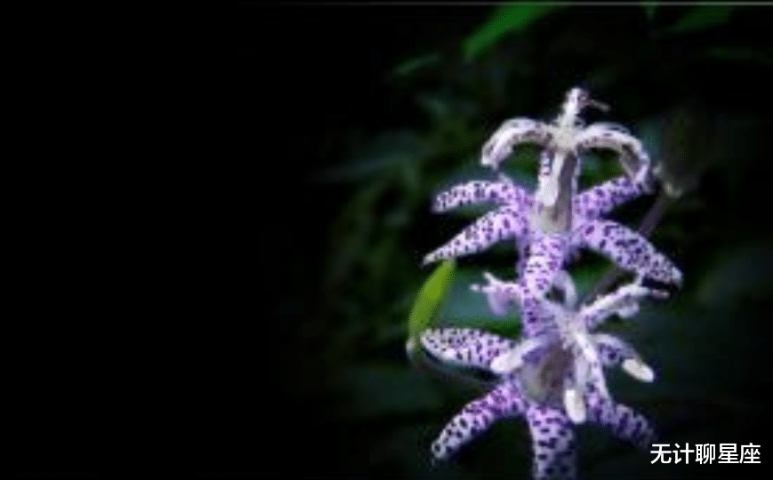 |职场上大有可为的4个星座，扶摇直上，上升空间很大