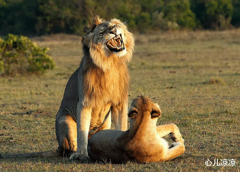 |动物之间的交配，为什么不经过学习就会呢？