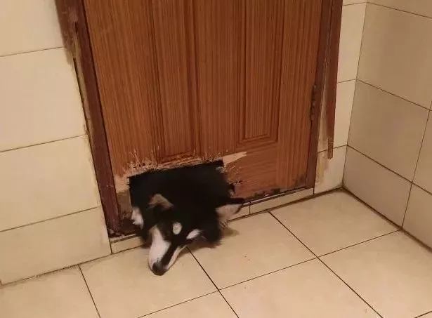 上厕所的时候感觉屁股凉凉的，低头一看……