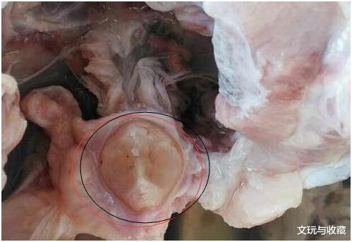 『小叶紫檀』有种文玩叫“青鱼石”，虽是鱼骨但打磨出来却比玉石还温润漂亮