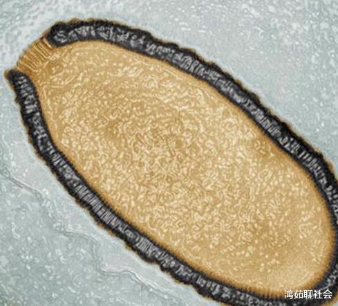 科学家|42万年前的远古生物被复活，冻土中还发现巨型病毒，人类还有未来吗？