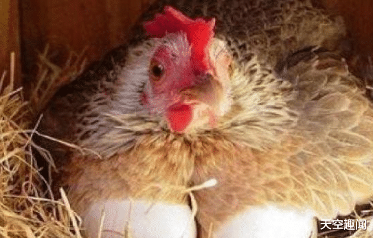 恐龙■先有鸡还是先有蛋,科学家给出了答案,原来我们都想错了