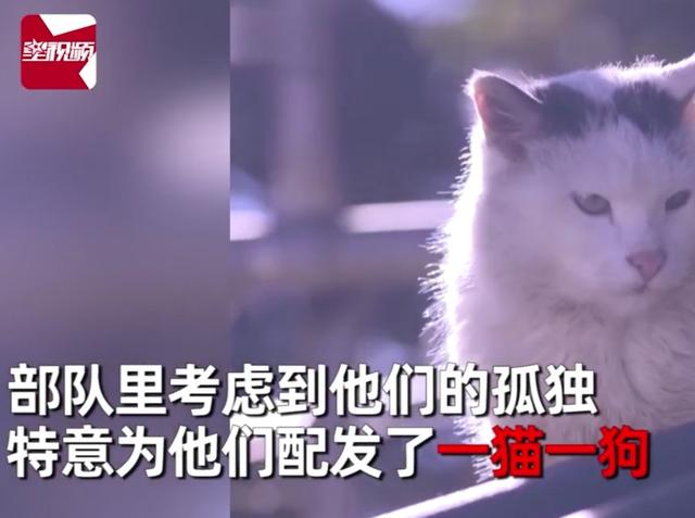 全中国最受宠的一猫一狗，在3197哨所，不信你们看！