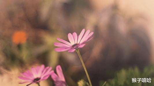 #运势#聪明能干，性格独立自主，具有女王风范，气质可人的四大生肖女