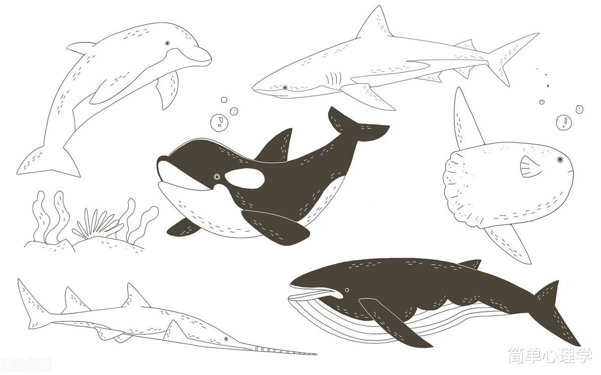 心理測試：4張海豚照片，你最喜歡哪張？測你的感情觀-圖7
