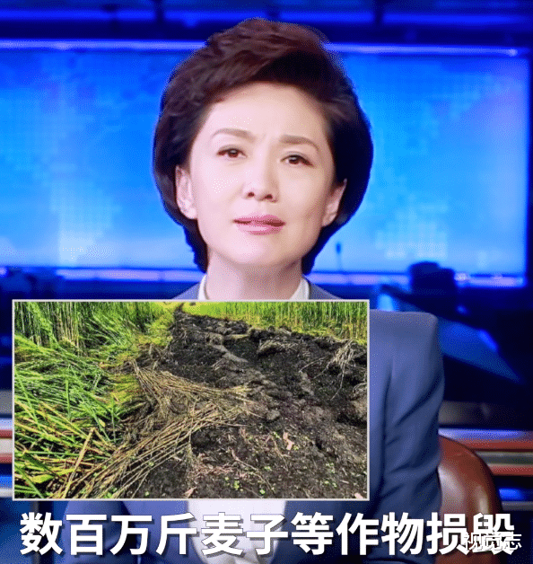 视觉志|台风带来可怕昆虫侵袭：一个袁隆平，帮不了14亿人