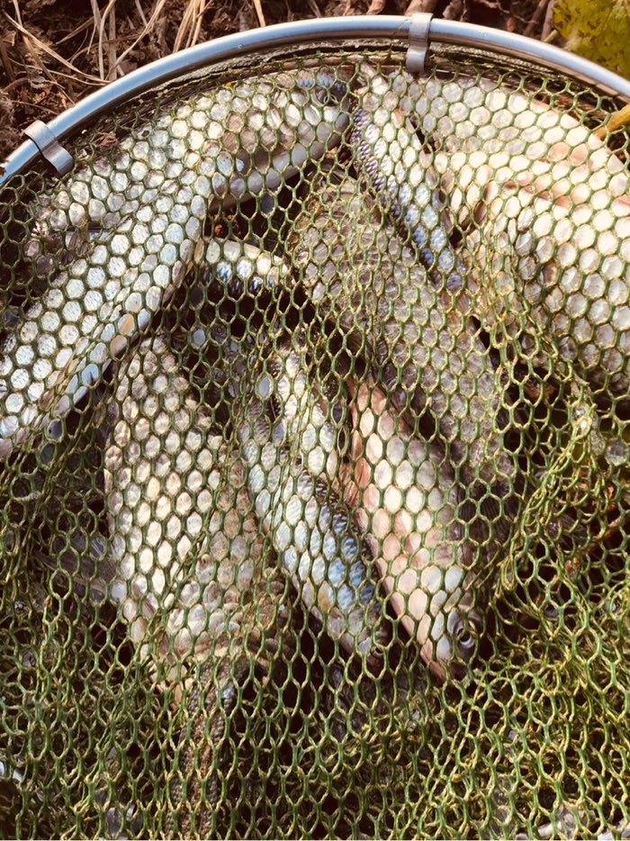 鳄鱼|今天钓了7条鲫