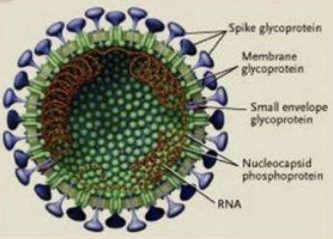 埃博拉疫情|差点灭绝人类的病毒有哪些?