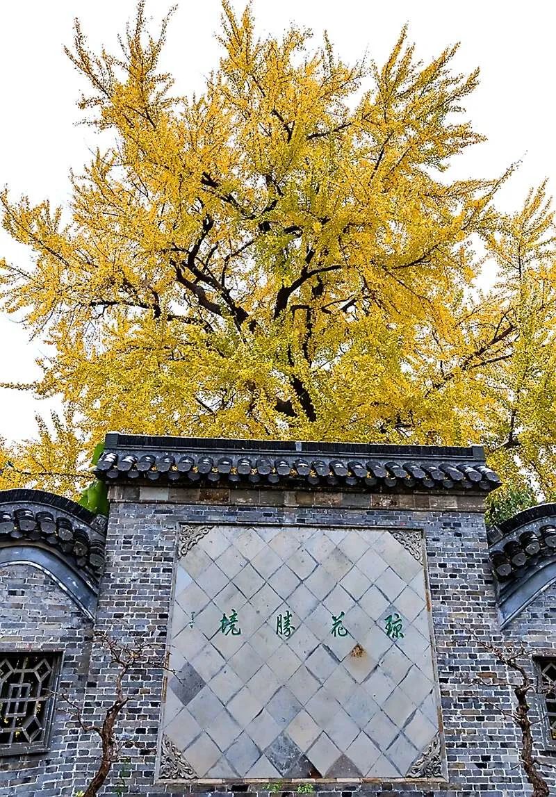 无法抗拒|比苏州秀美！原来它才是江南秋景第一，正适合去过几日慢生活！