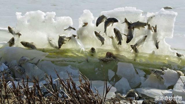 狐狸|动物惨遭冻结的22个画面，看得我全身发冷……