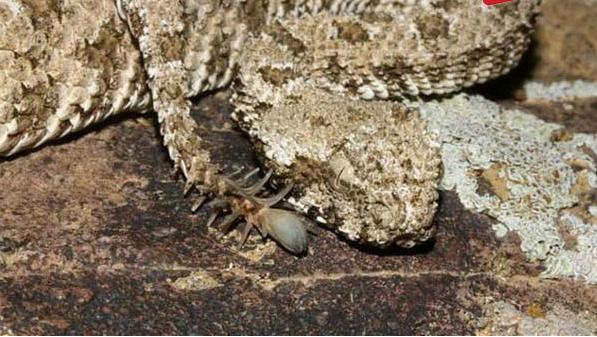 科学家|彩虹蛇五头蛇食蜗牛蛇, 盘点世界上最奇怪的蛇排行榜