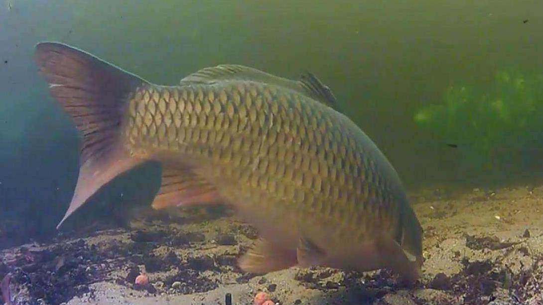|钓鱼遇到水底有厚厚淤泥该咋办？教你3大招，招招好使，招招中鱼
