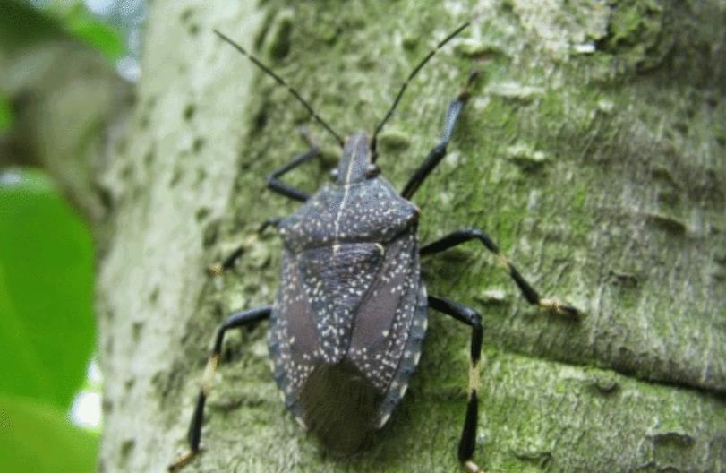 @野外见到它，都躲开，殊不知它很珍贵，一斤380元，长见识了