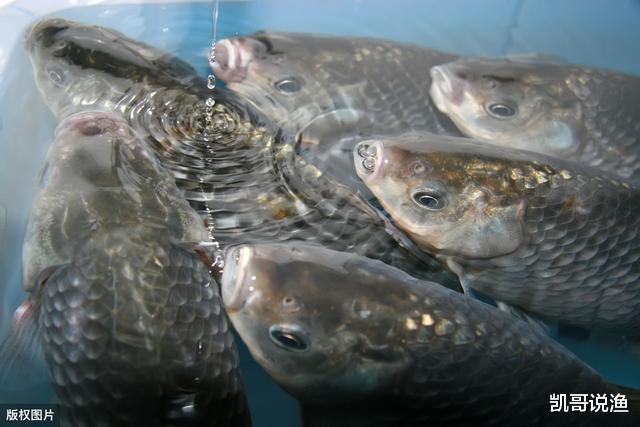 「」提竿不中鱼“空抢”多，应先分析原因，在改善钓法