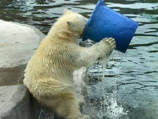 棕熊|熊这种动物有多可怕？