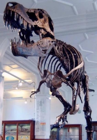 霸王龙|最完整的霸王龙化石被拍卖,价值3180万美元,它生前的遭遇很悲惨