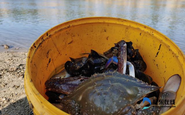 烟台|烟台人，走！钓虾去