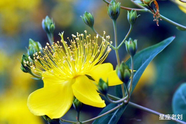 2020年贵人相助，吉星相随，喜讯良多，幸运相随的四属相